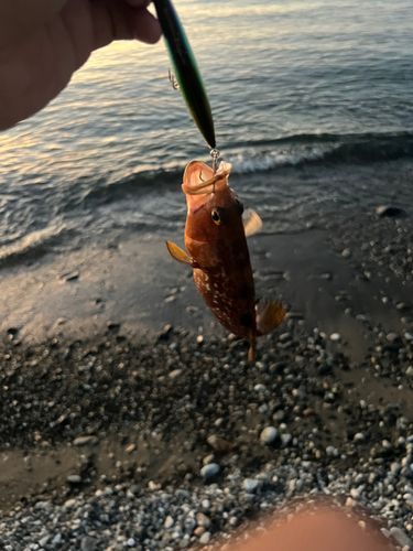 キジハタの釣果