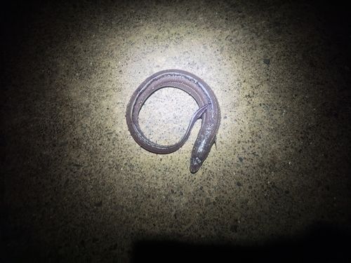 マアナゴの釣果