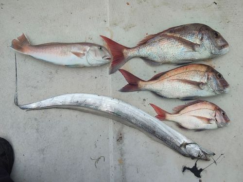 マダイの釣果