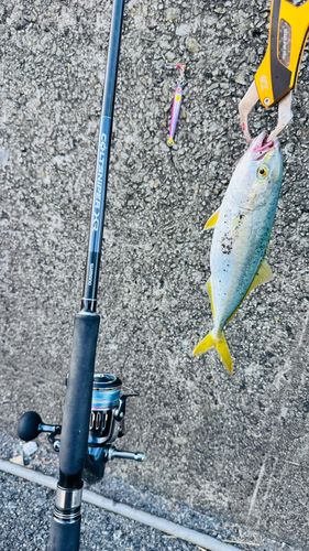 ツバスの釣果