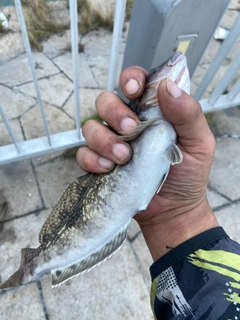 アイナメの釣果