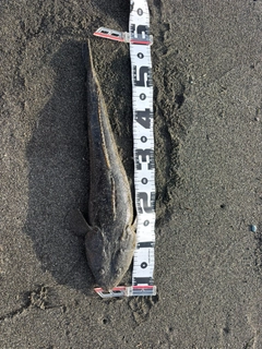 マゴチの釣果