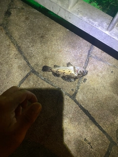 クロソイの釣果