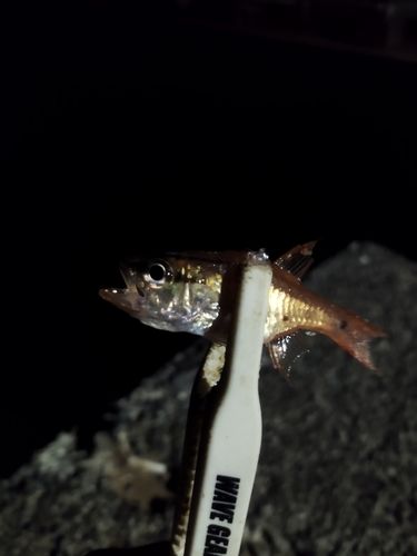 ネンブツダイの釣果