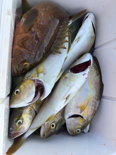 GTの釣果