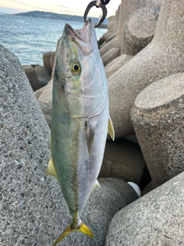 メジロの釣果