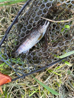 アマゴの釣果