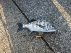 クロダイの釣果