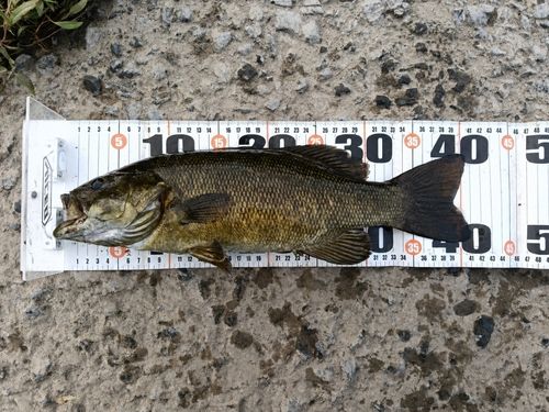 スモールマウスバスの釣果