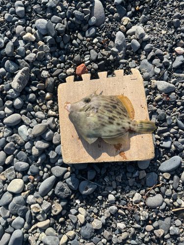 カワハギの釣果