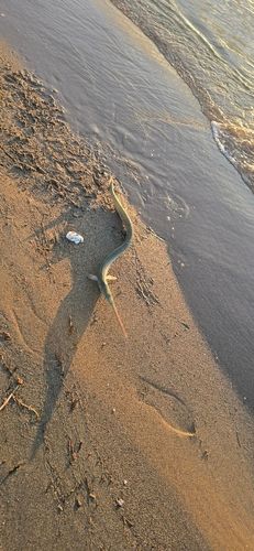 ダツの釣果