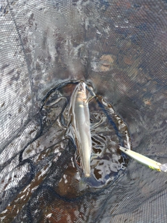 アユの釣果
