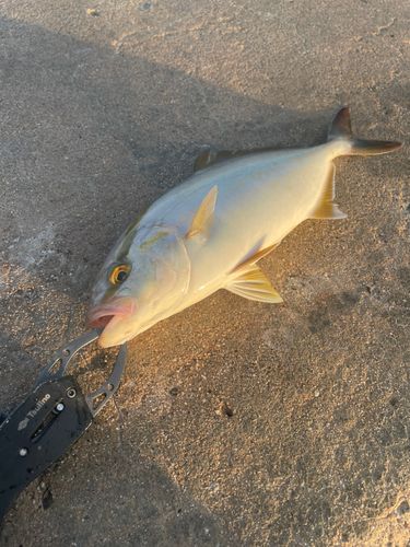 ショゴの釣果