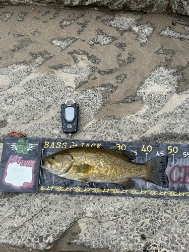 スモールマウスバスの釣果