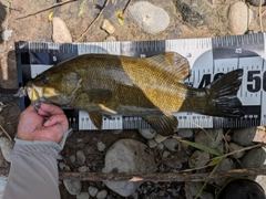 スモールマウスバスの釣果
