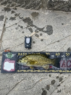 スモールマウスバスの釣果