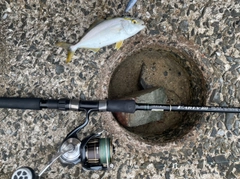 ネリゴの釣果
