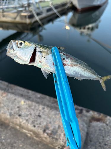 サバの釣果