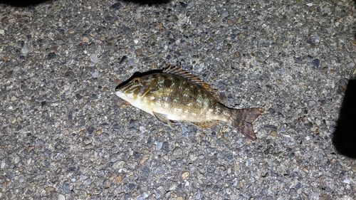 フエフキダイの釣果