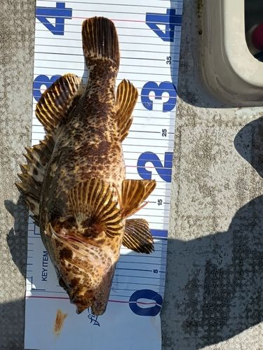 ベッコウゾイの釣果