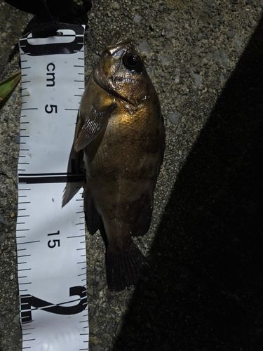 メバルの釣果