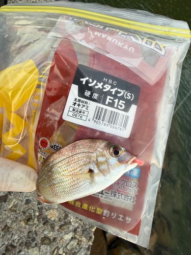 タイの釣果