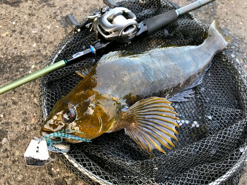 アイナメの釣果