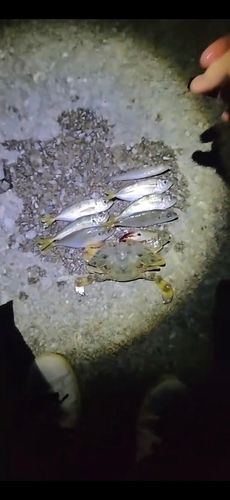 マアジの釣果
