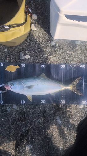 ワカシの釣果