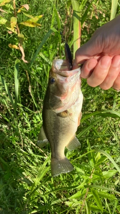 ラージマウスバスの釣果