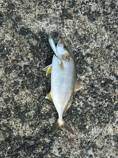 シオの釣果