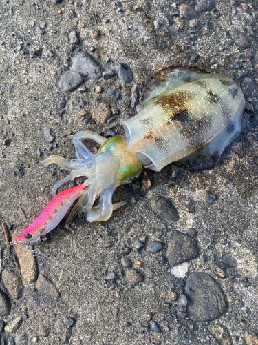 アオリイカの釣果