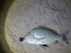 タマンの釣果