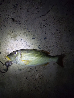 ムネアカクチビの釣果