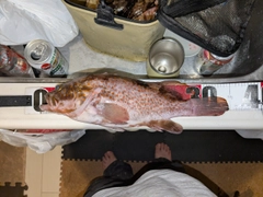 キジハタの釣果