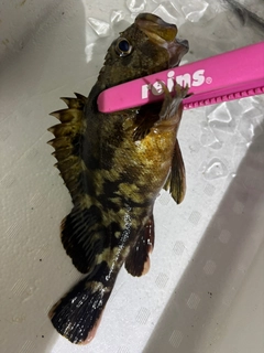 カサゴの釣果
