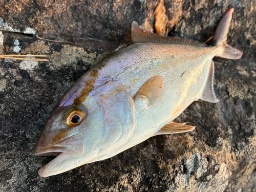 ショゴの釣果