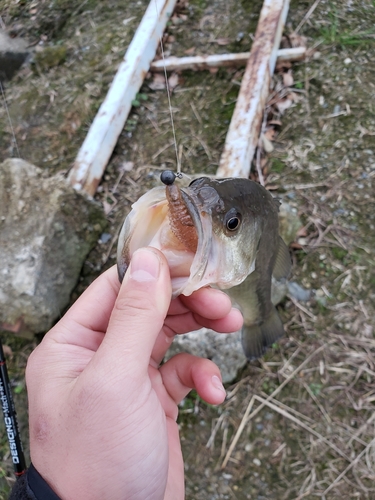 ラージマウスバスの釣果