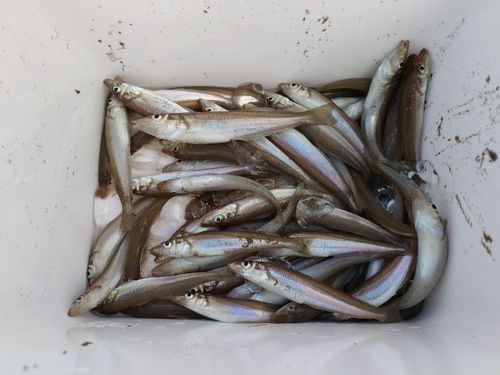 キスの釣果
