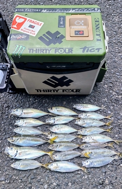 アジの釣果