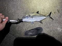 ギンガメアジの釣果