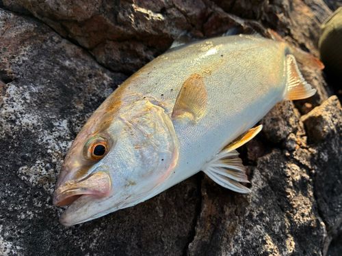 ショゴの釣果