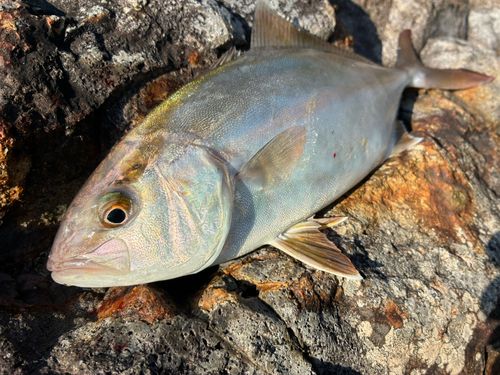 ショゴの釣果