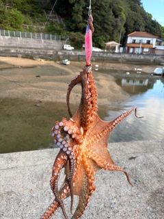 マダコの釣果