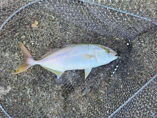 ショゴの釣果