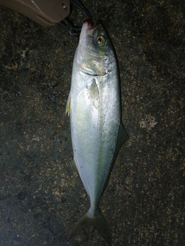 シオの釣果