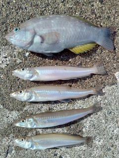 ホシササノハベラの釣果