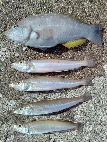 ホシササノハベラの釣果