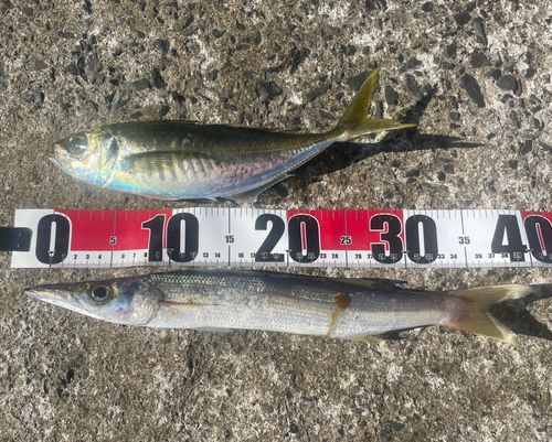 カマスの釣果