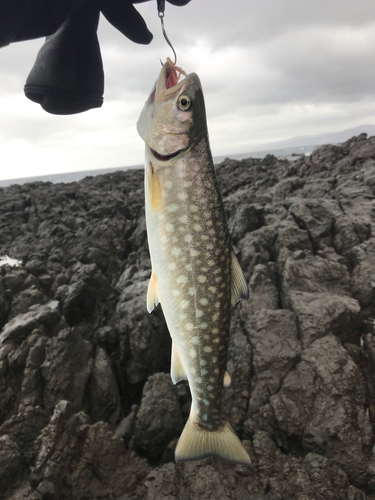 アメマスの釣果